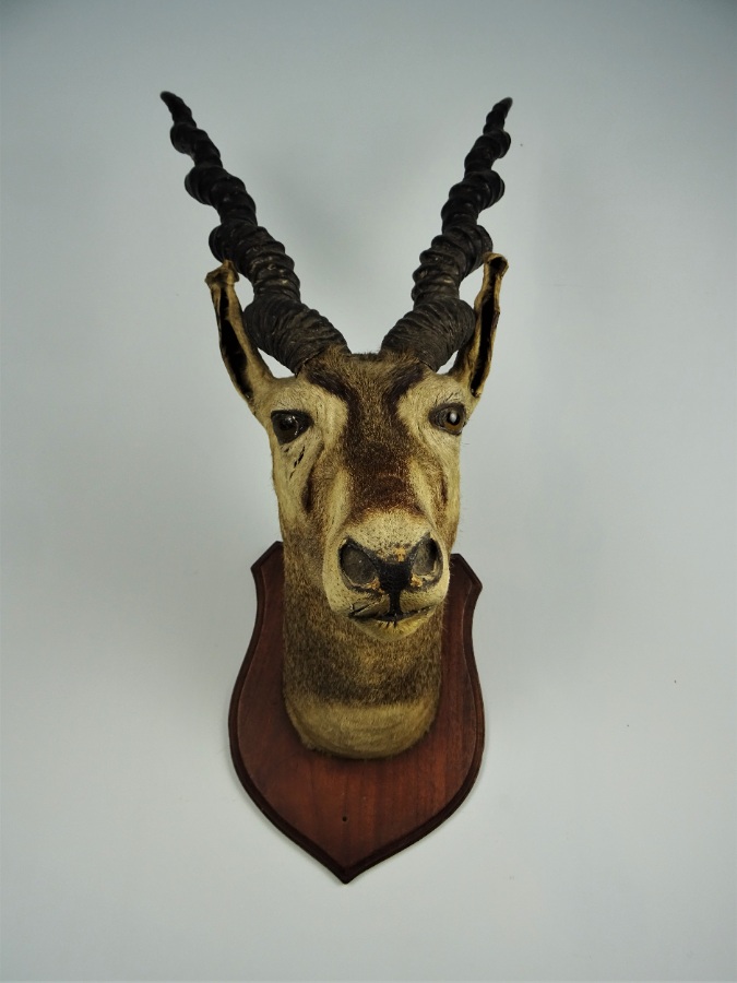 EDWARD GERRARD & SONS TAXIDERMY BLACKBUCK TROPHY HEAD